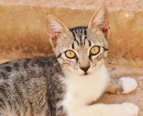 Cute kitten portrait outdoor