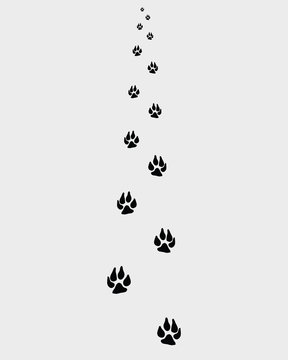 Trail forward of paw prints, vector illustration