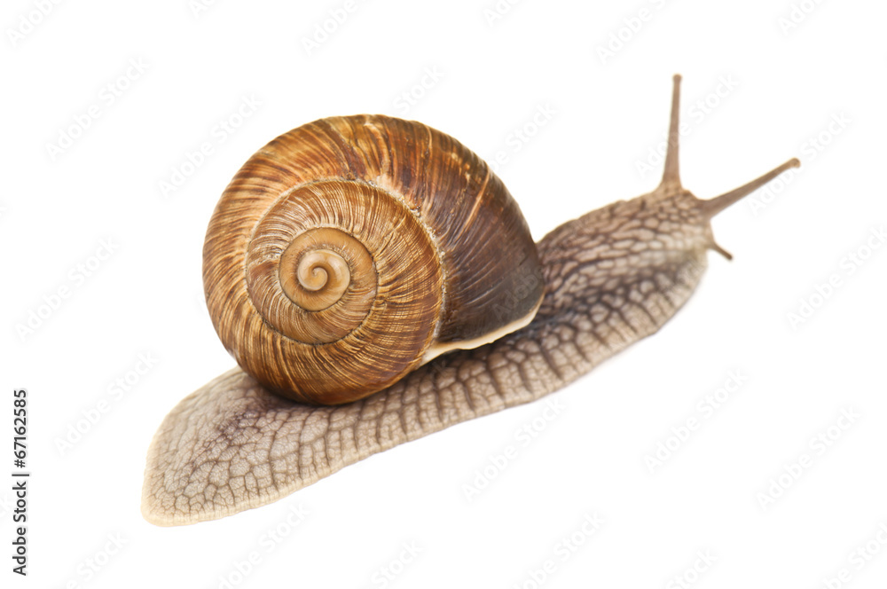 Wall mural live snail