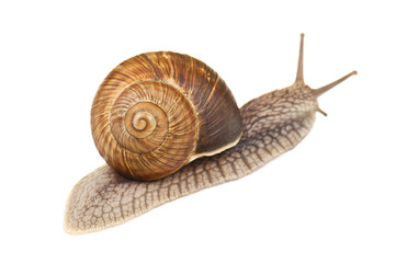 live snail