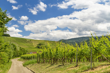 Fototapeta na wymiar vineyard in Baden-Baden