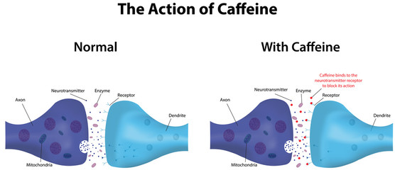 The Action of Caffeine