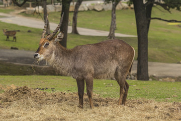 rock goat the nature