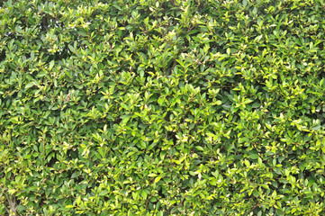 green leaf background