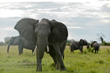 Elefant droht