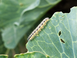 larva