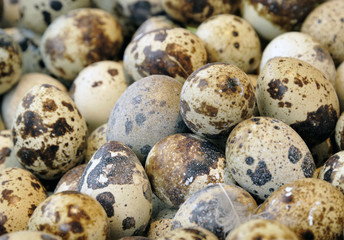 Obraz premium Quail eggs