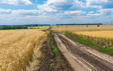 Fototapeta na wymiar Classic Ukrainian rural landscape with corn fields and road