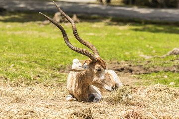 isolated antelope