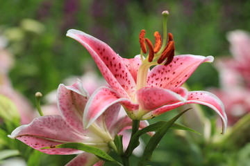 pink flowers,Oriental Lily