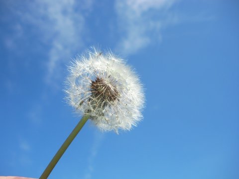 Diente de León 