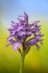 Obraz premium Wild orchid: Neotinea Tridentata