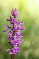 Wild orchid: Orchis Mascula
