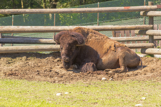 buffalo in the yard