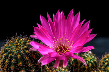 Blooming Lobivia