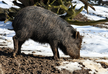 Wild boar in winter