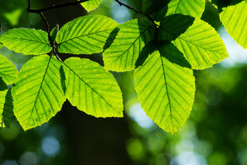 green leaves