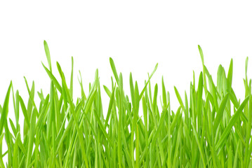 Green grass
