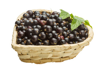 Black currant