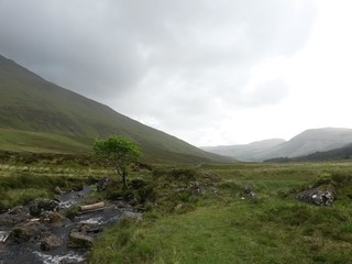 Scotland landscape with a river and a tree