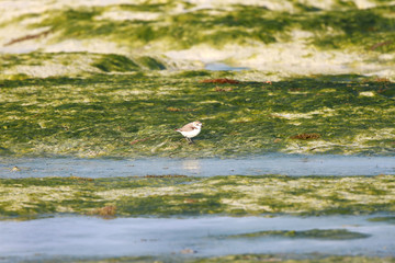 Semipalmated Sandpiper and the green sea weeds