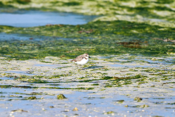 Semipalmated Sandpiper in green sea weeds environment
