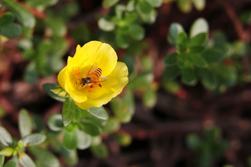 Beautiful yellow Wingpod Purslane with honeybee