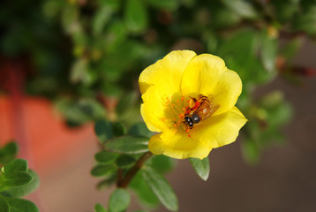 A beautiful Wingpod Purslane with honeybee