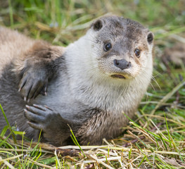 otter - Lutra lutra in nature