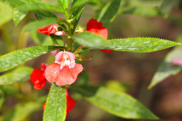 Beautiful Garden Balsam