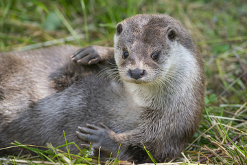 otter - Lutra lutra in nature