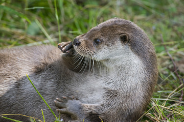 otter - Lutra lutra in nature