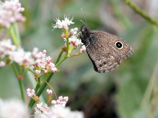Small Wood Nymph on a Flower