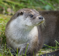 otter - Lutra lutra in nature