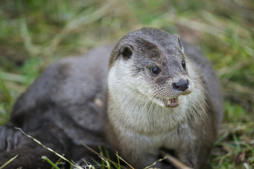 Obraz premium otter - Lutra lutra in nature