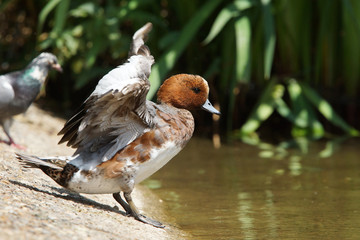Wigeon, Anas penelope