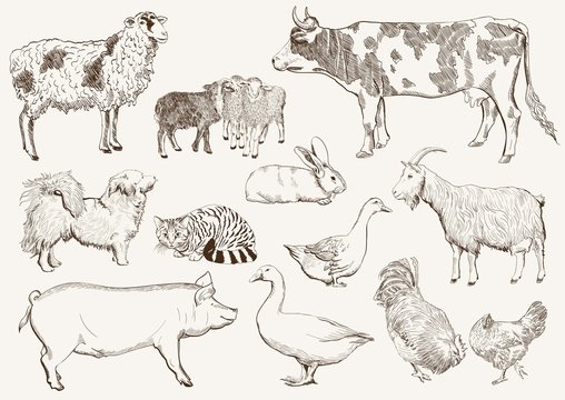 farm animals