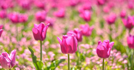 Field of pink tulips