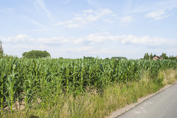 Cornfield by the Road