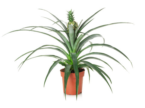 pineapple tree in the pot isolated on the white background
