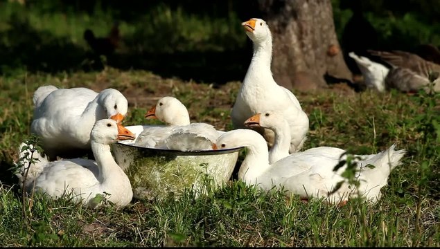Gaggle of White Domestic Geese Swimming in Pelvis.