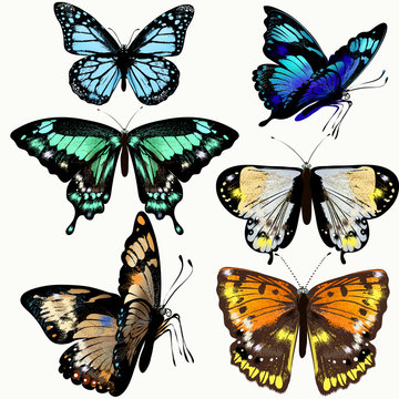 Colorful collection of vector realistic butterflies