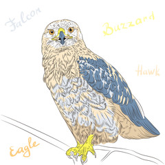 vector colorful bird Rough-legged Buzzard