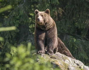 Foto op Canvas brown bear male © Vera Kuttelvaserova