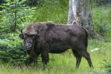 European bison - bull © Vera Kuttelvaserova