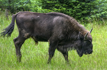 European bison - bull © Vera Kuttelvaserova