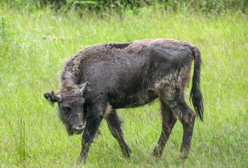 European bison © Vera Kuttelvaserova