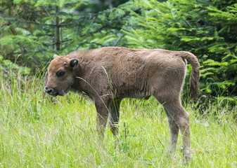 European bison - baby animal