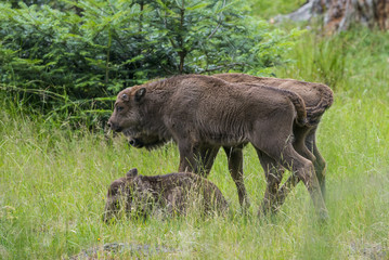 European bison - baby animal © Vera Kuttelvaserova