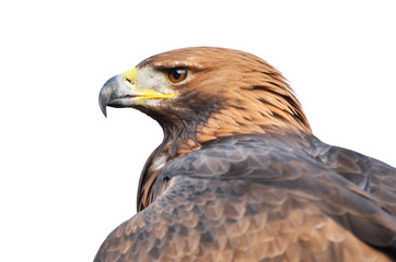 Fototapeta premium Golden eagle portrait isolated on white